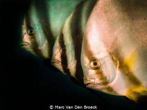 three in a row by Marc Van Den Broeck 